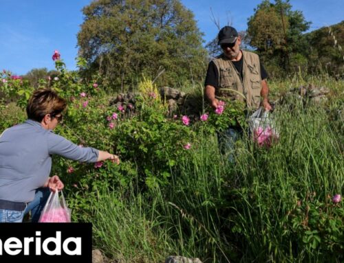 Ο Δημήτρης και η Ελένη άφησαν την Αθήνα για μια «λουλουδένια» ζωή στην ορεινή Φίλια της Λέσβου [εικόνες]