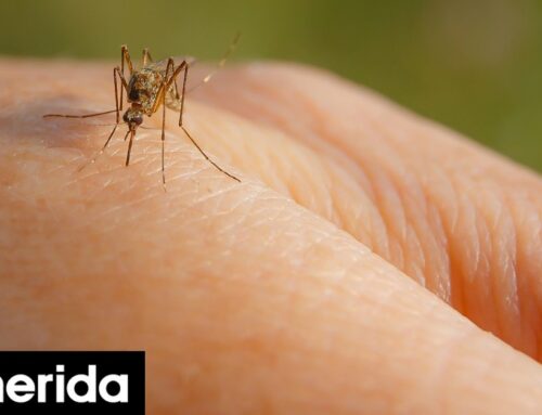 Αυτή είναι η ομάδα αίματος που προσελκύει τα κουνούπια δύο φορές περισσότερο από τις άλλες, σύμφωνα με μελέτη