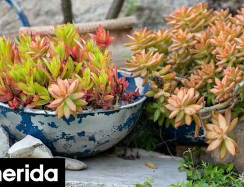 Οι παραδοσιακές γλάστρες ανήκουν στο παρελθόν: Το εργαλείο από την κουζίνα που τις αντικαθιστά